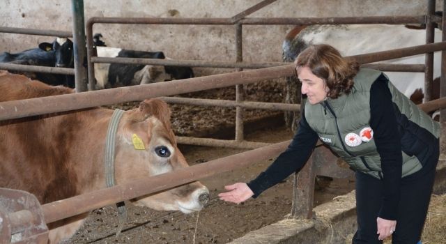 Samsun'da Suni Tohumlama Projesiyle Süt Veriminde Artış  