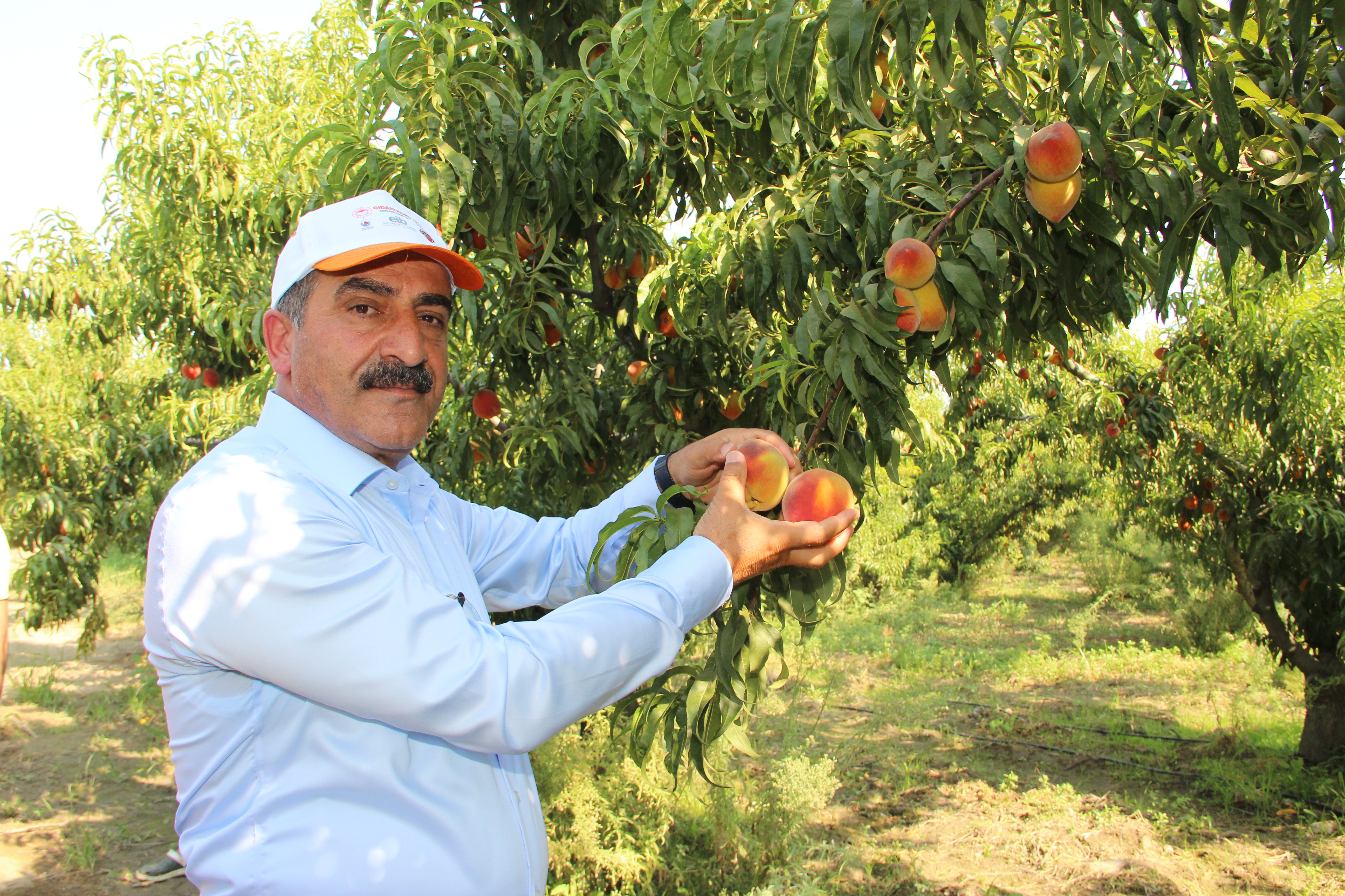 Türkiye şeftali ve nektarin üretiminde dünya üçüncüsü, ihracatında dünya ikincisi