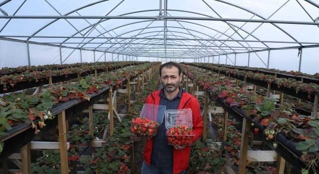 Büyükşehir Destek Verdi, Üretim 4 Mevsime Çıktı  