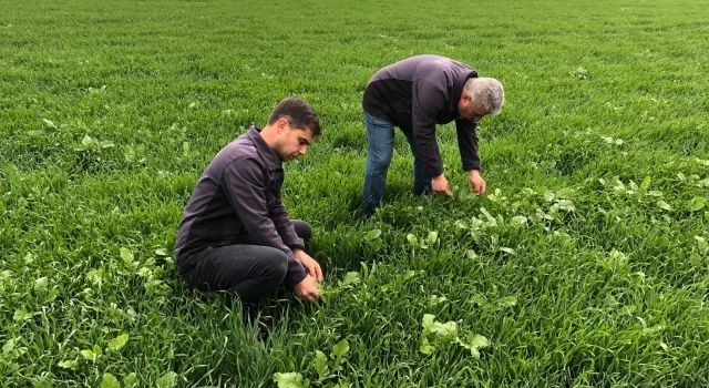 Akhisar’da Buğday Hastalıklarına Karşı Mücadele Devam Ediyor 