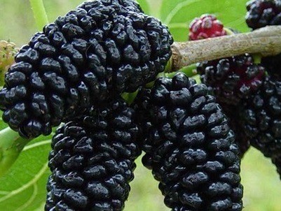 MUCİZE BESİN KARADUTUN FAYDALARI