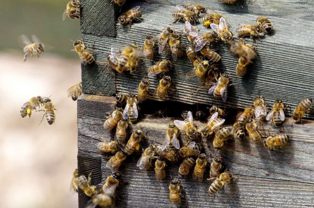 ABD’de Bal Arısı Kayıpları Rekor Seviyeye Ulaştı 