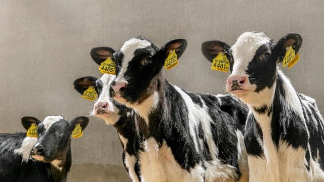 Hayvancılık için yaklaşık 1 milyar lira ödenek ayrıldı