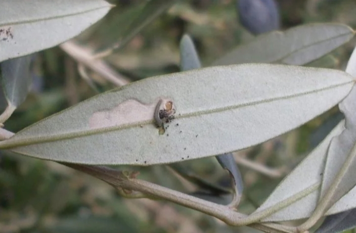 Bursa'da 'zeytin güvesi' ile ilaçlama mücadelesi başladı