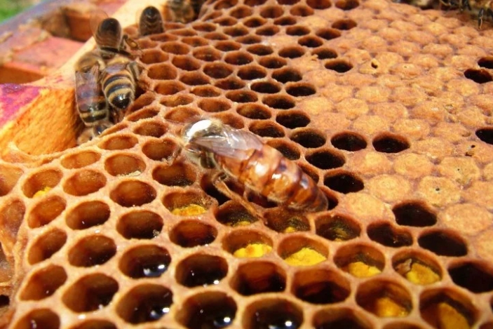 Arı ürünlerine ilişkin önemli düzenleme