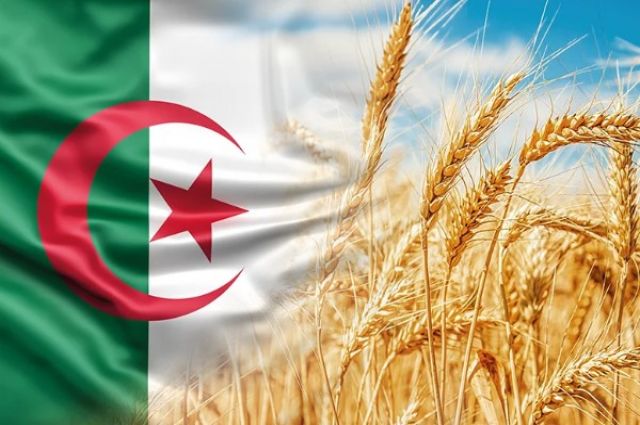 Cezayir'in Buğday İthalatı 9,2 Milyon Tona Ulaşacak 