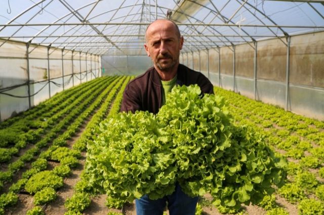 Çiftçiye Kış Desteği: 600 Bin Marul Fidesi Dağıtıldı 