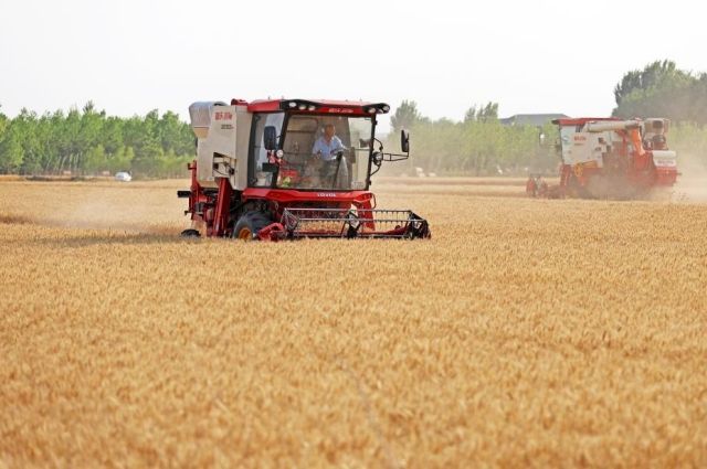 Çin'in Tahıl Üretiminde Yeni Rekor: 700 Milyon Tonu Aştı  