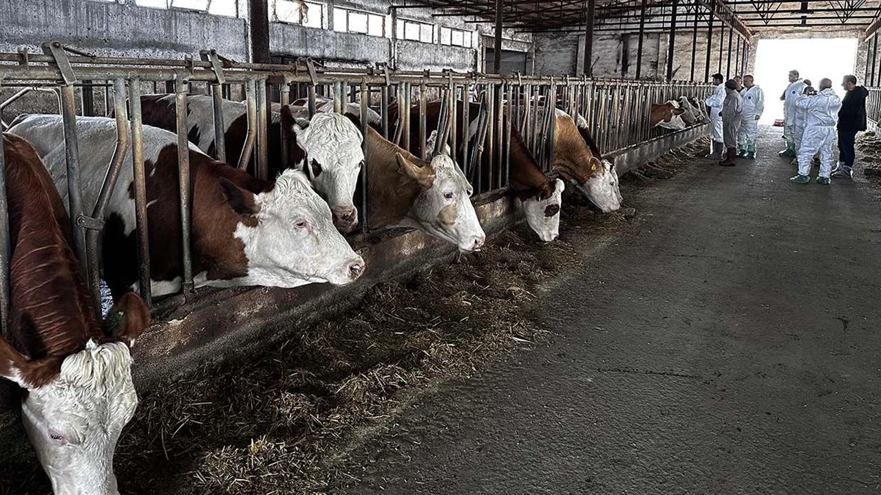 İnek, dana ve buzağı fiyatları bu hafta da arttı! İşte güncel hayvan fiyatları...