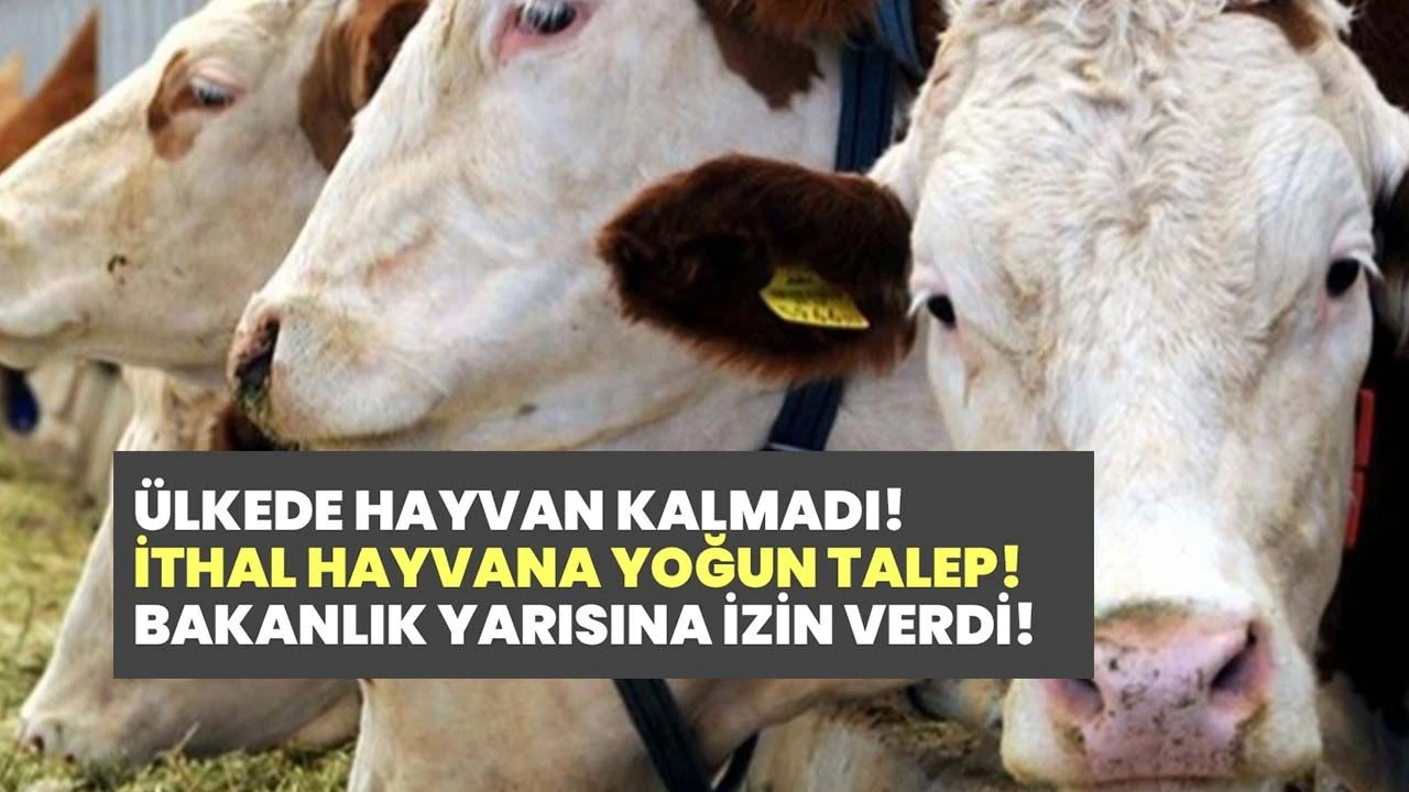 Besilik hayvan ithalatına büyük talep! Tarım Bakanlığı listeyi yayınladı!