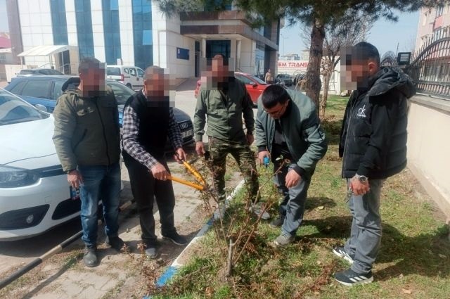 Iğdır'da Denetimli Serbestlik Yükümlülerine Meyve Ağacı Budama Eğitimi 