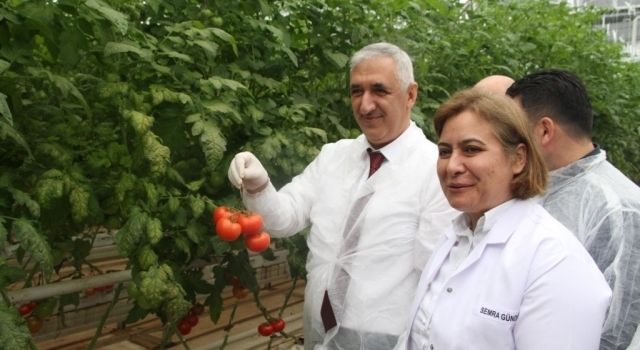 Jeotermal Sera'da İlk Domates Hasadı  