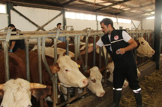 Şap Alarmı: Hayvan Pazarları Geçici Olarak Kapatıldı!