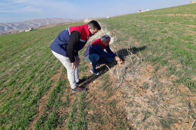 Siirt'te Tarla Faresiyle Mücadele Başladı  