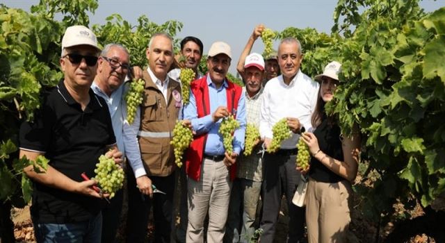 Sofralık Sultani çekirdeksiz üzümde hasat ve ihracat başladı  