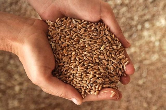 Buğday İhracatındaki Kısıtlamalar Kaldırıldı