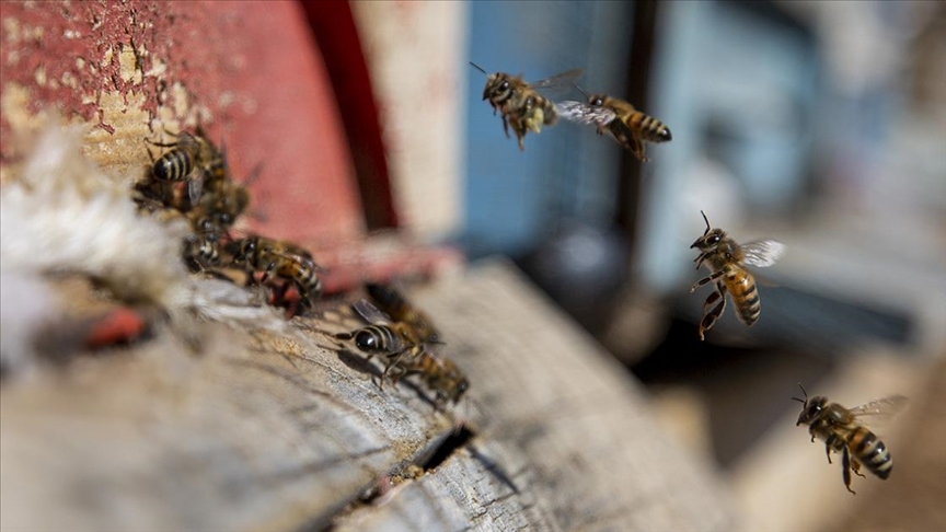 İklim değişikliğinin etkisiyle çiçeksiz kalan arılar için 