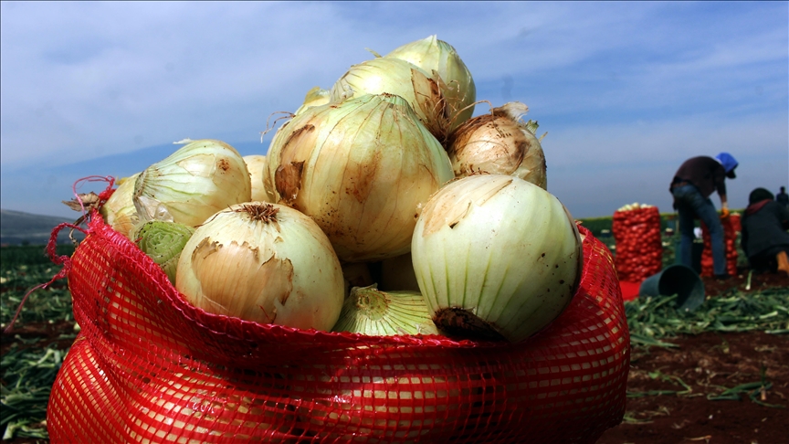 Soğan hasadı başladı