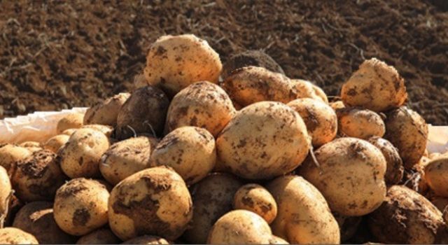 Tuşba Belediyesi'nden Çiftçilere Ücretsiz Patates Tohumu Desteği  