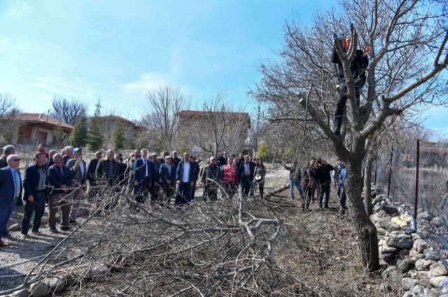 Yabani Sakız Ağaçları Antep Fıstığına Dönüşüyor