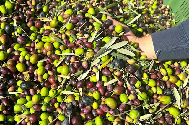 Yunanistan Tarım Bakanı'ndan ABD'ye Tarife Resti: 